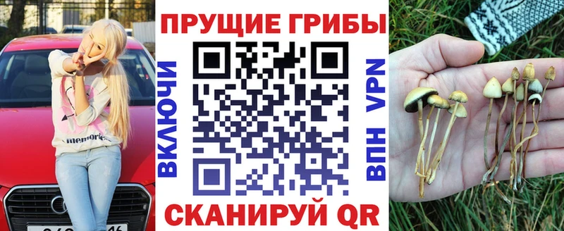 наркота  Алапаевск  Псилоцибиновые грибы Psilocybine cubensis 